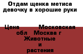 Отдам щенка метиса девочку в хорошие руки › Цена ­ 100 - Московская обл., Москва г. Животные и растения » Собаки   . Московская обл.